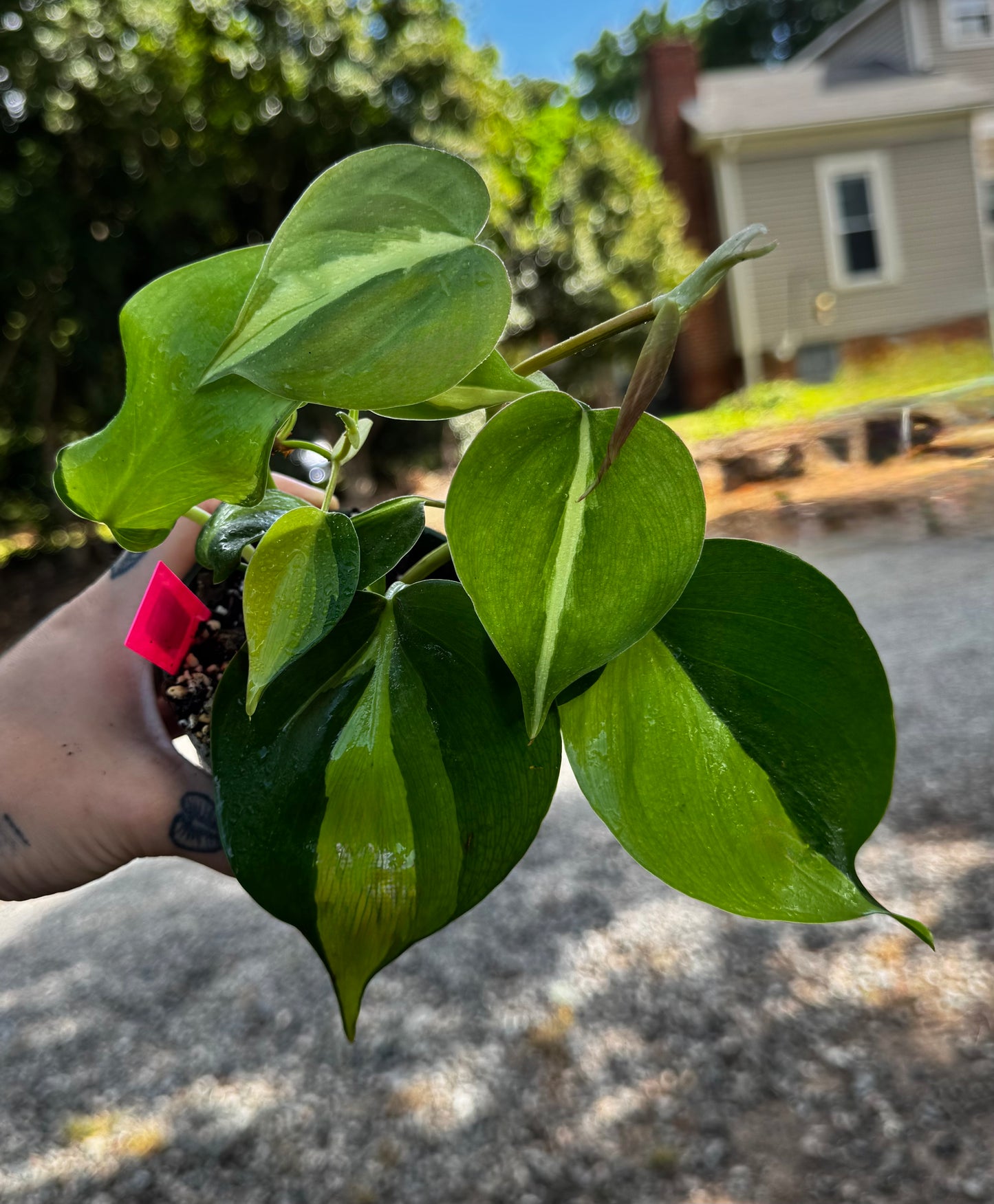 Philodendron Brazil