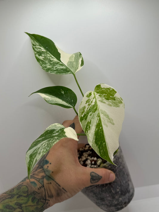 Monstera Albo #1