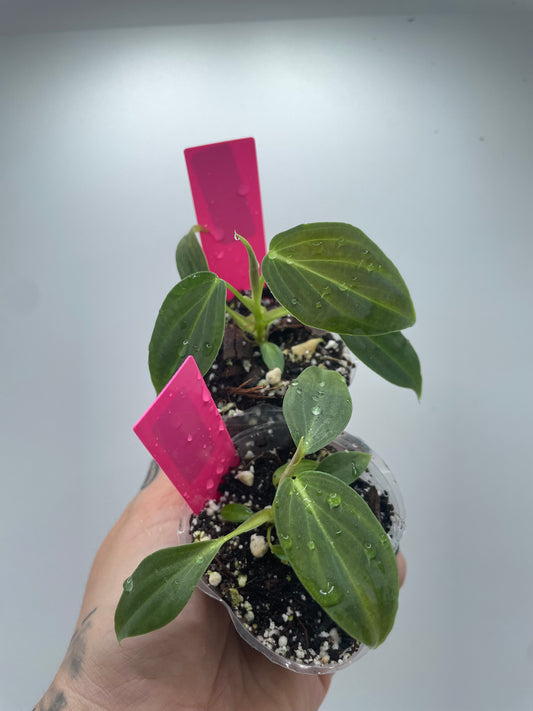 Philodendron splendid (verrucosum X Melanocrysum)
