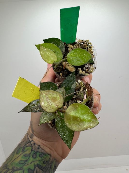 Hoya Krohniana splash