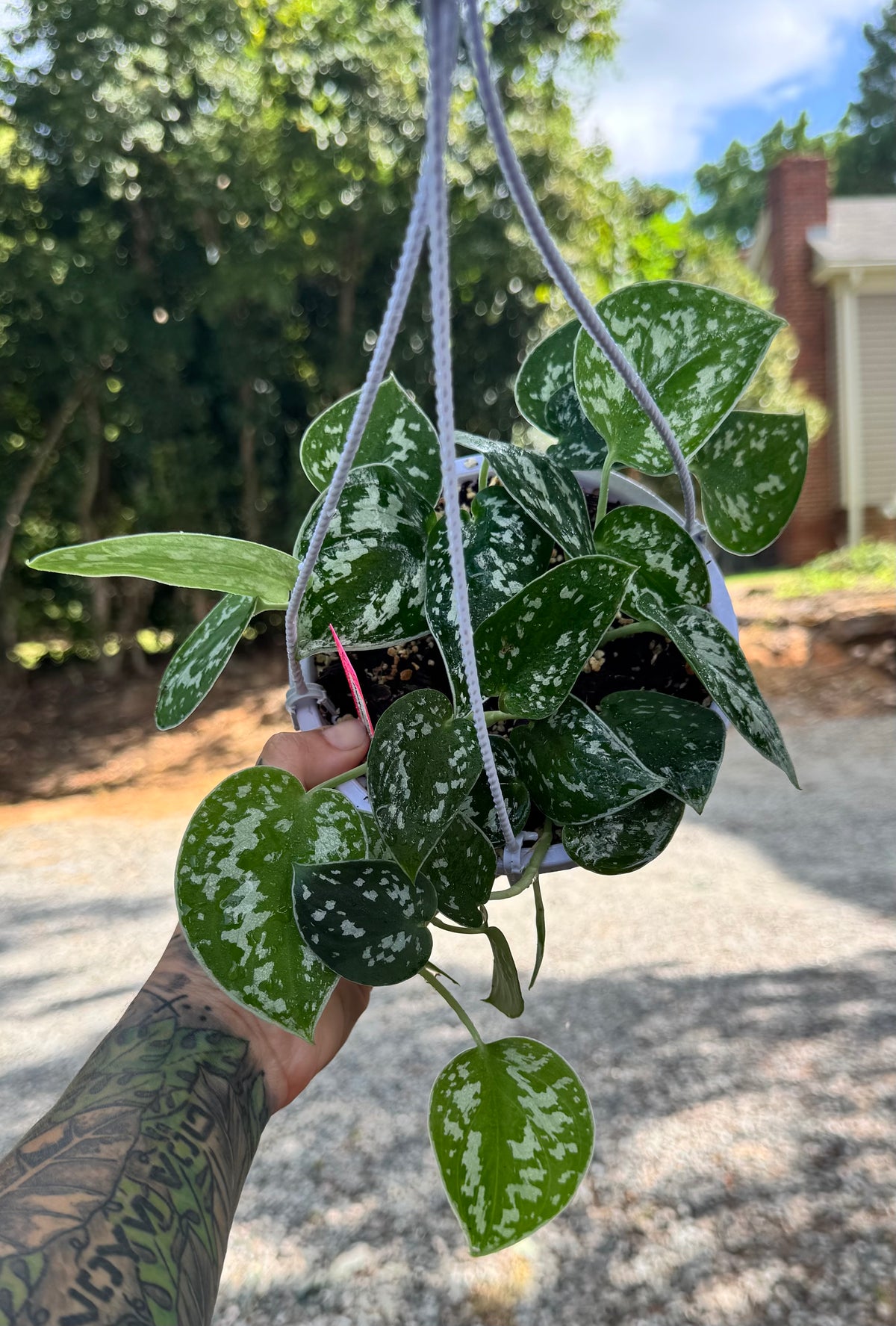 Scindapsus Pictus