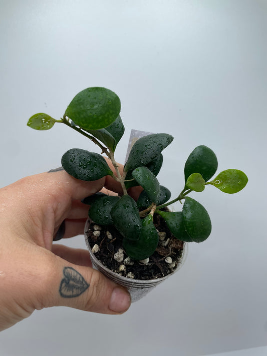 Hoya Huschkeliana yellow flower