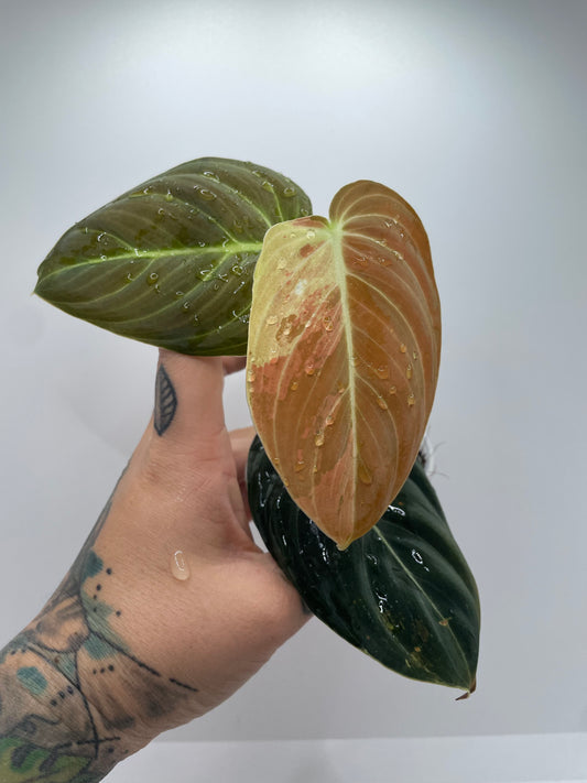 Variegated Philodendron Melanocrysm #1 (Rare tropical)