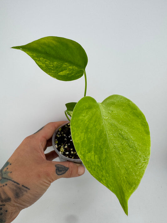 Monstera Deliciosa (Small Form) Aurea Variegated #3