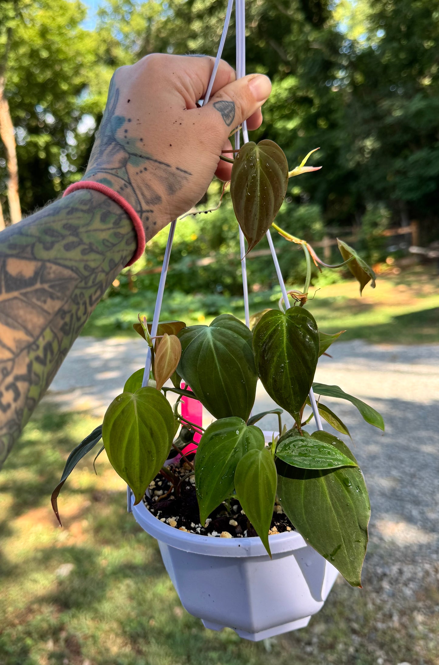 Philodendron micans