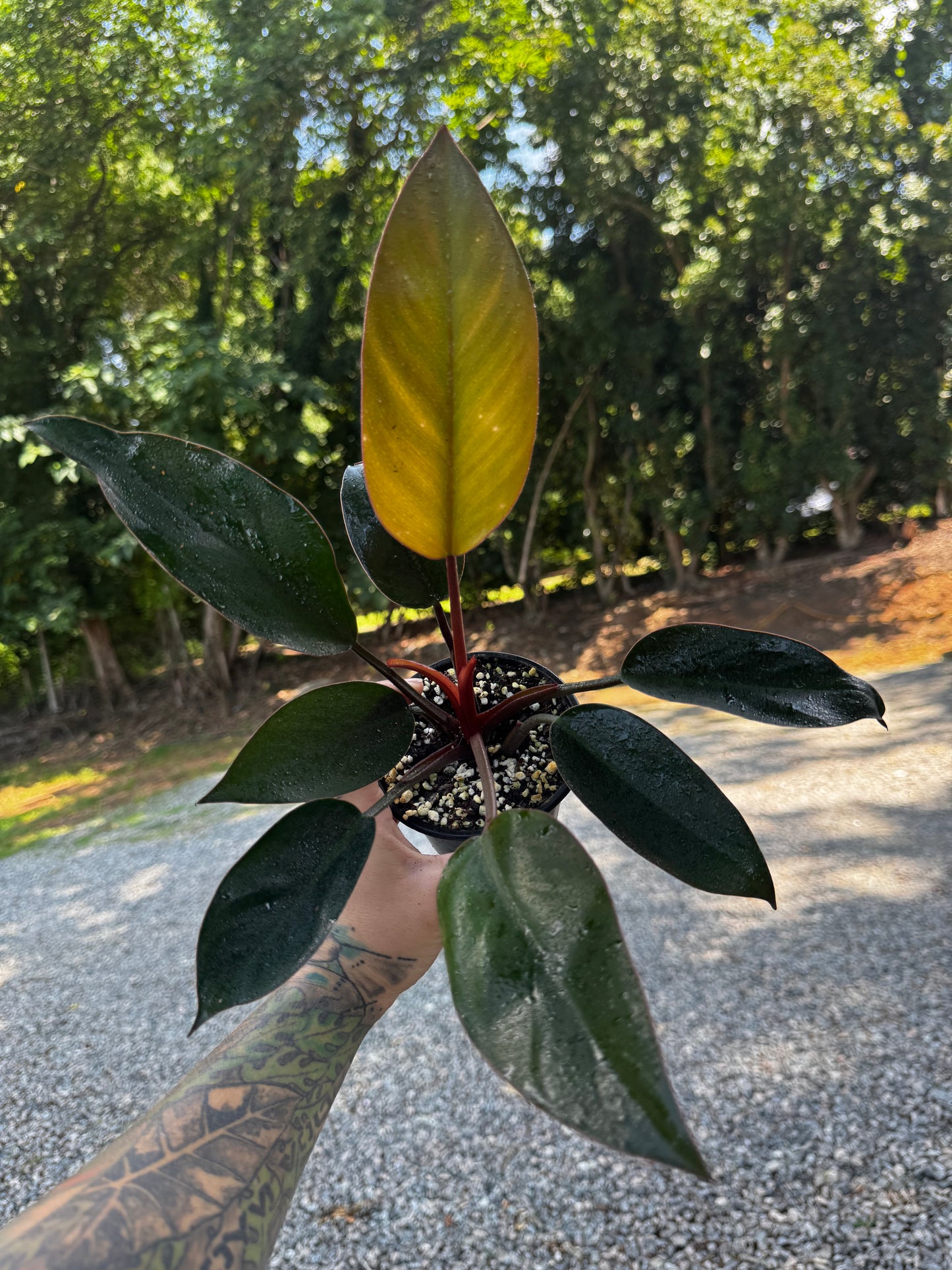 Philodendron Red Congo