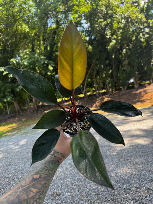 Philodendron Red Congo