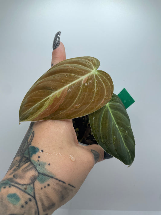 Variegated Philodendron Melanocrysm #2 (Rare tropical)