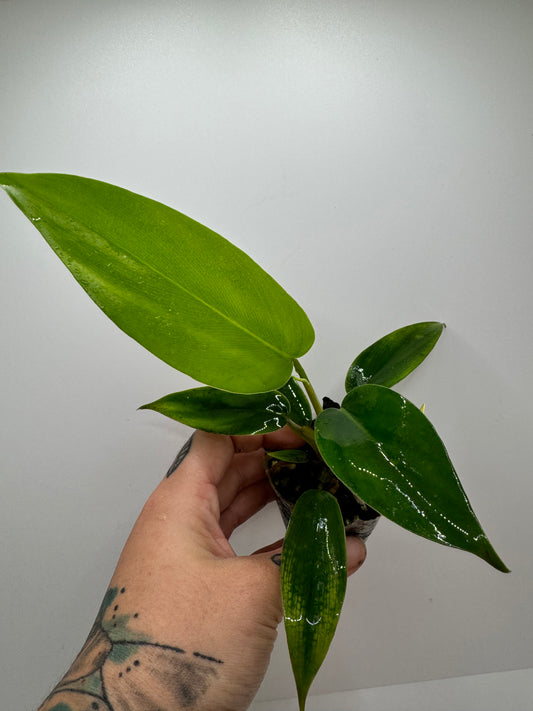 Philodendron 69686 ‘Bette Waterbury’