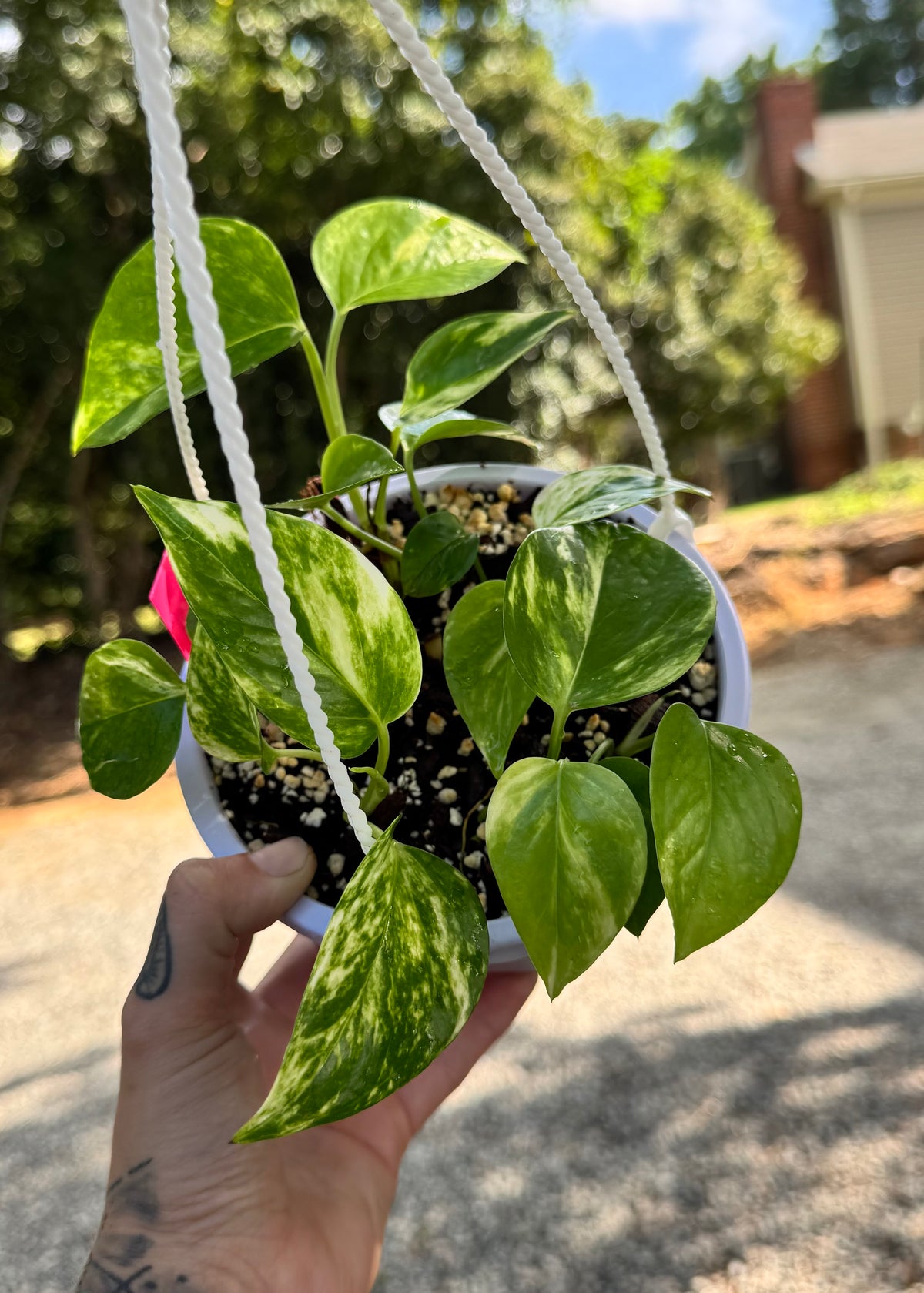 Golden Pothos