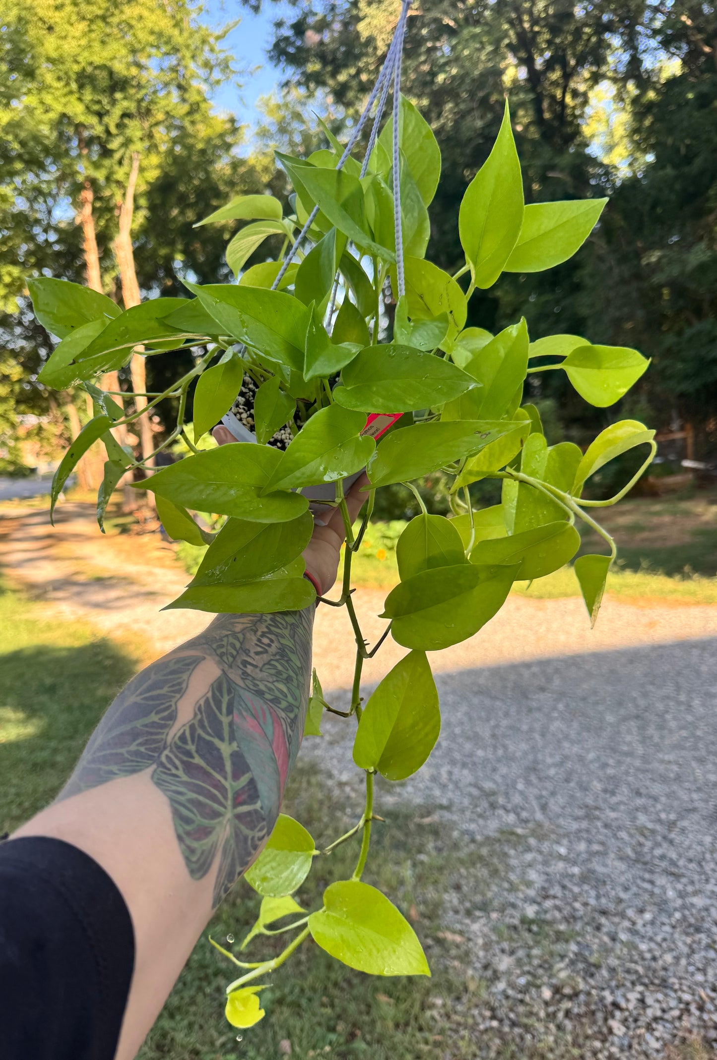 Neon Pothos