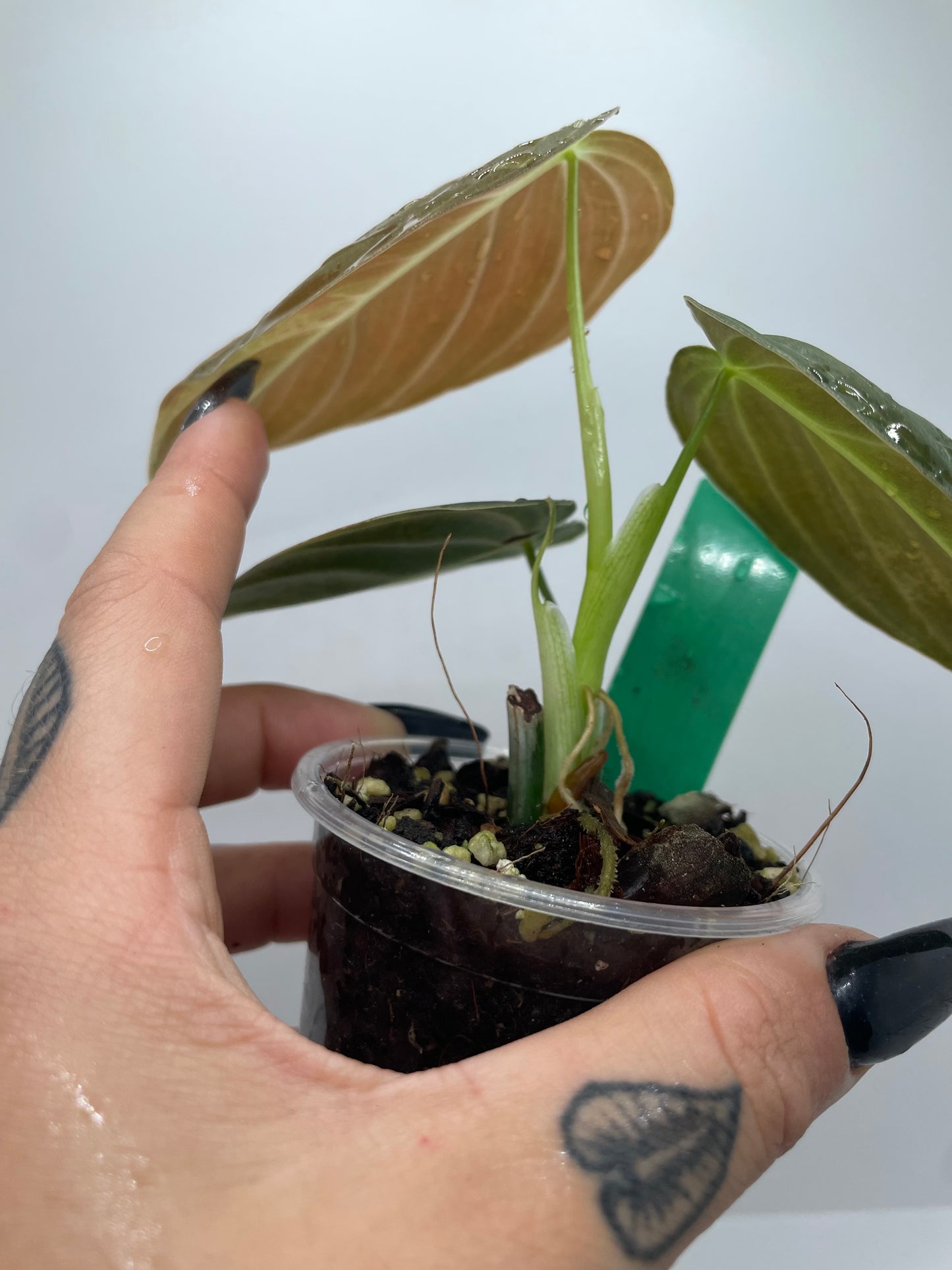 Variegated Philodendron Melanocrysm #2 (Rare tropical)