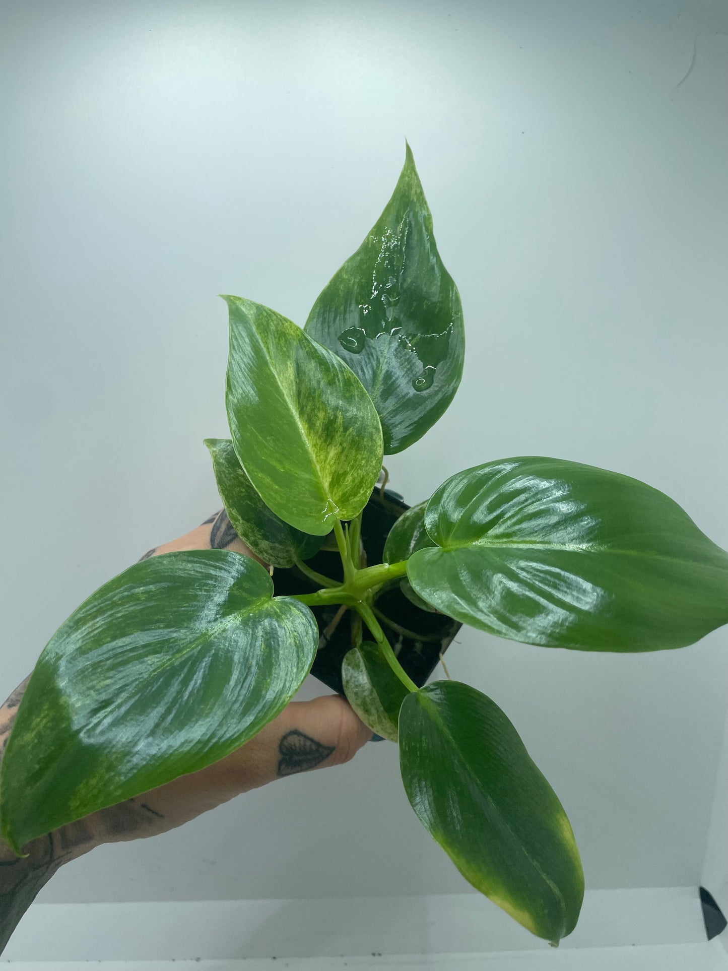 Philodendron Variegated Gigantum Blizzard (Rare tropical)