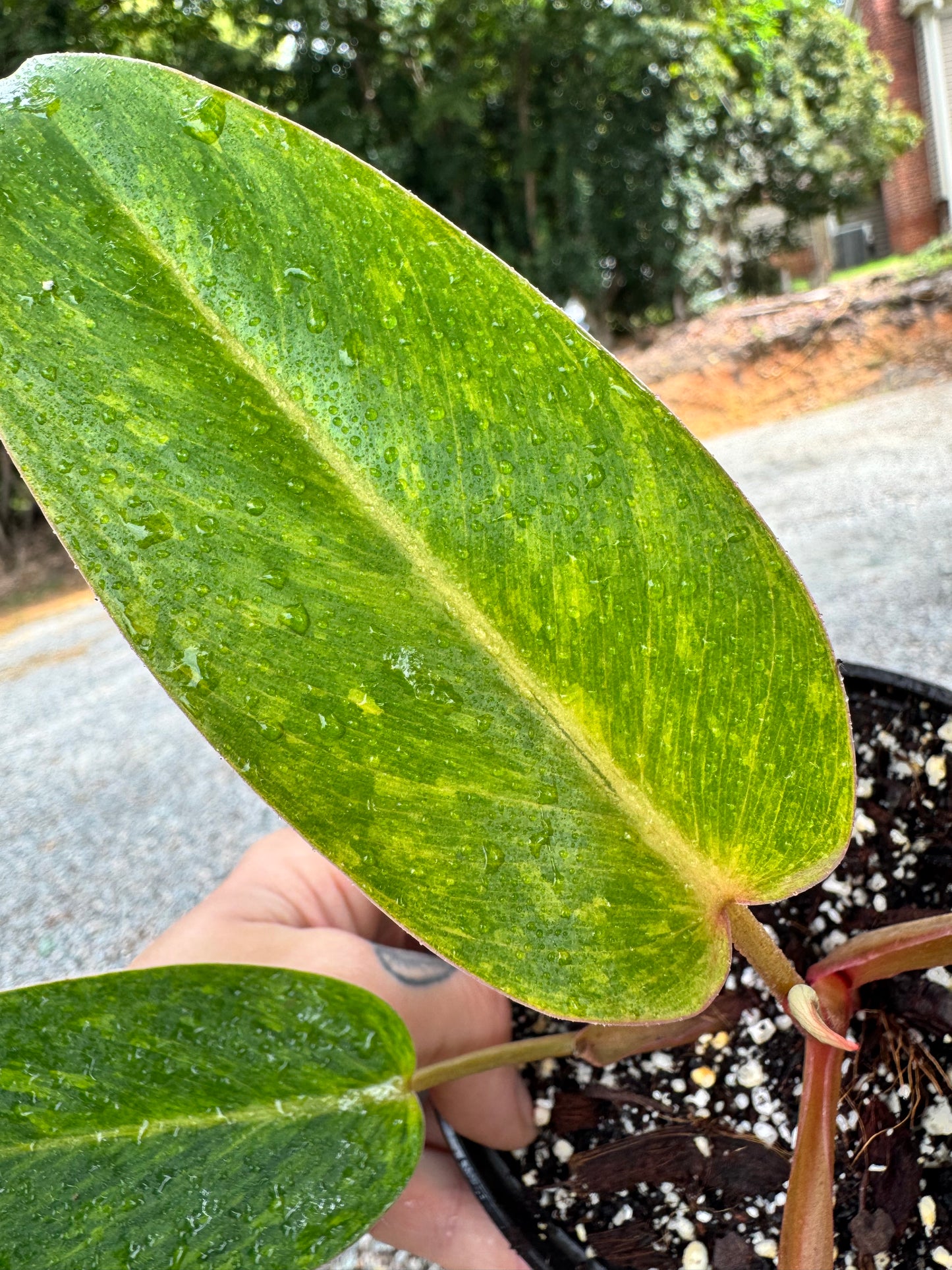 Philodendron Painted Lady