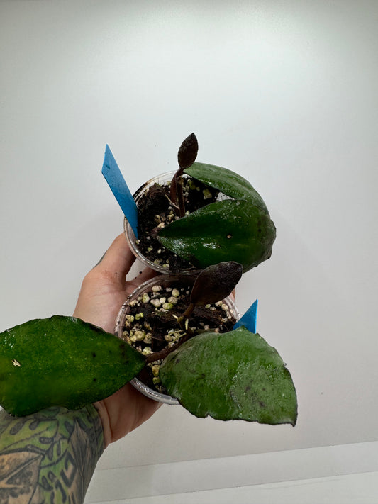 Hoya Waymaniae Borneo (rare tropical)