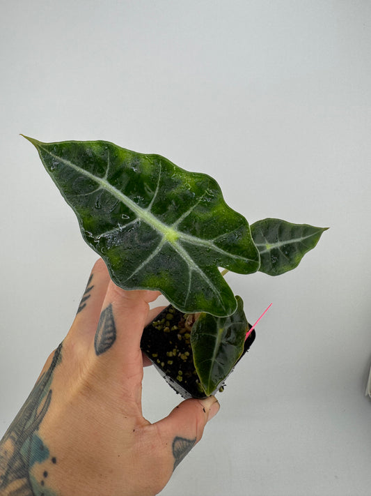 Alocasia Polly