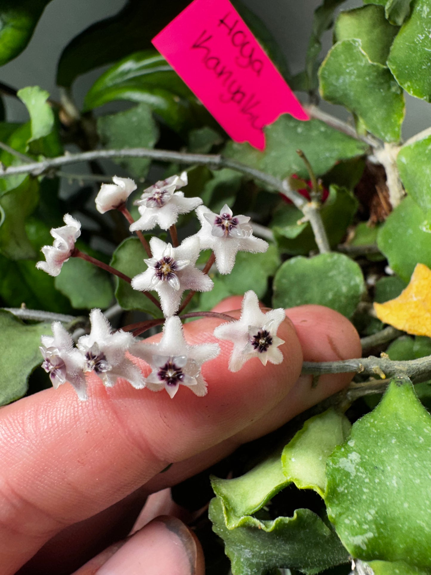Hoya Kanyakumariana