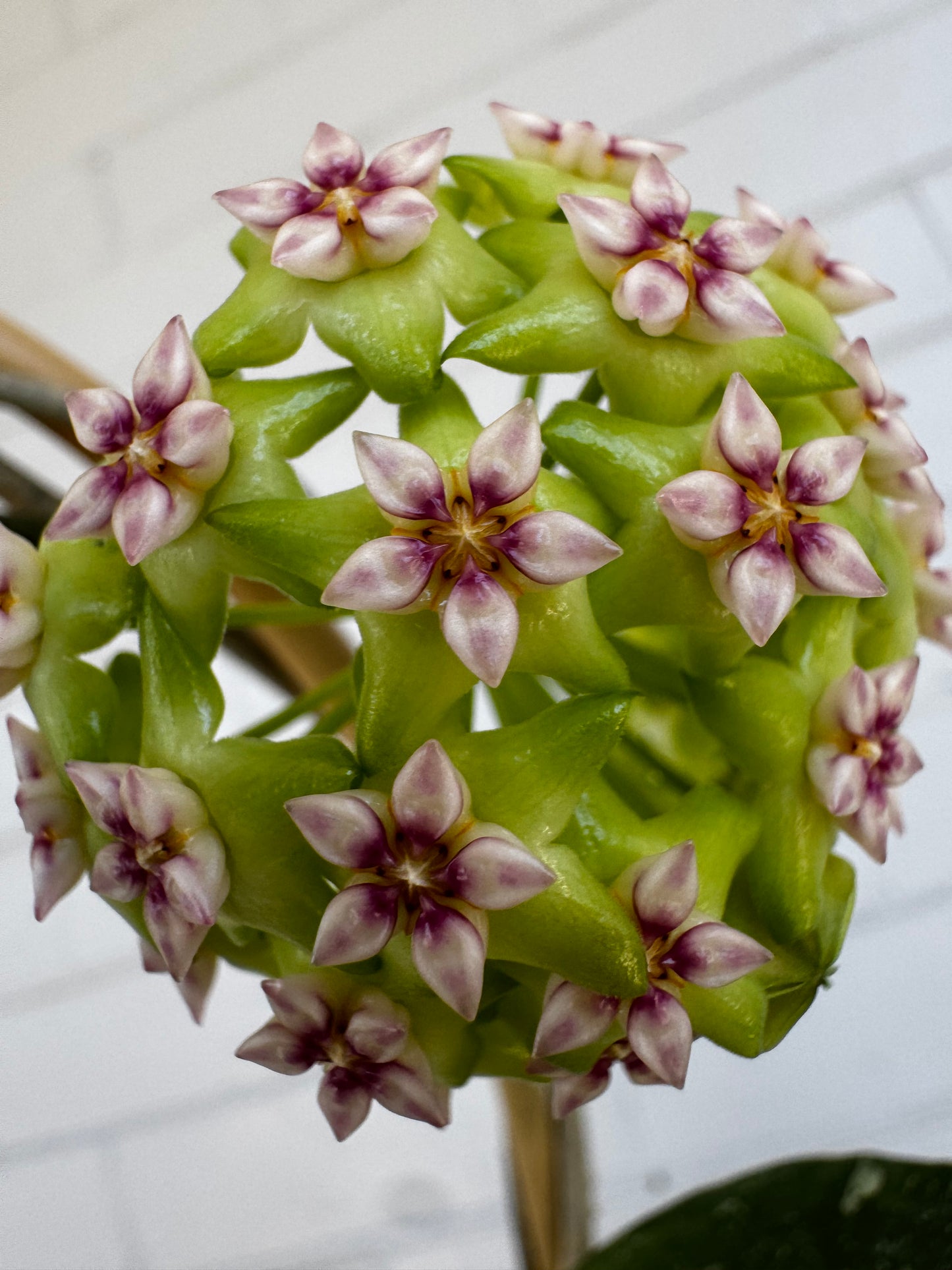 Hoya Erythrostemma ‘Cotton Candy’