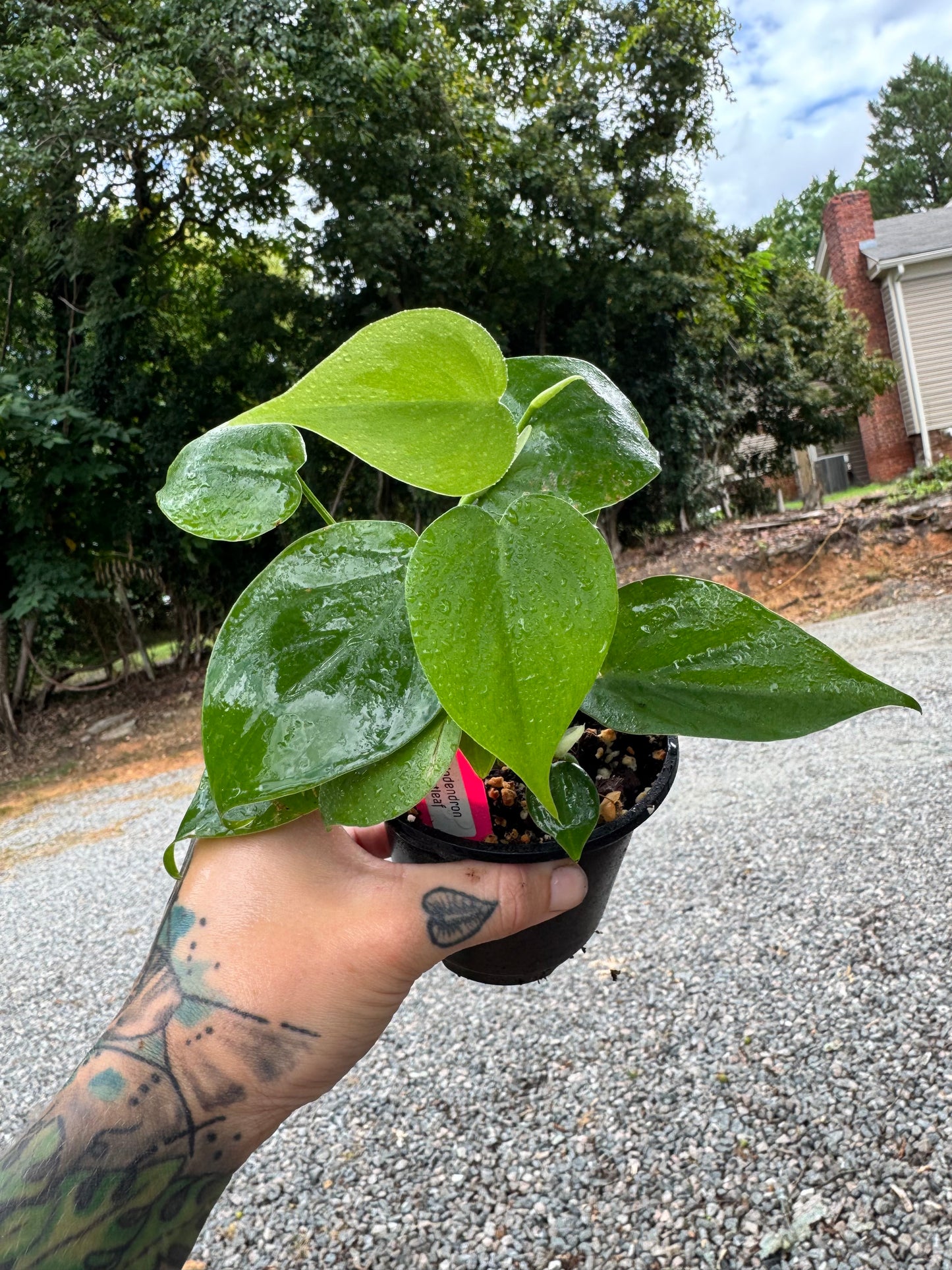 Philodendron cordatum ‘Heartleaf’