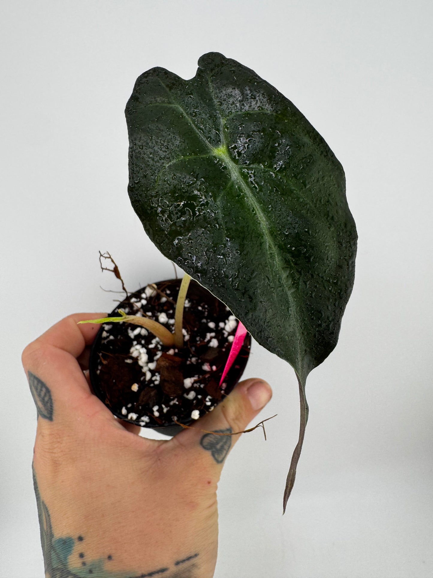 Alocasia Venom