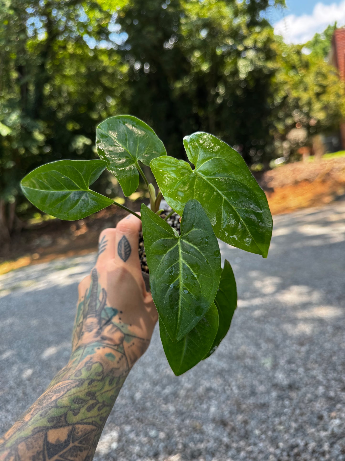 Syngonium podophyllum