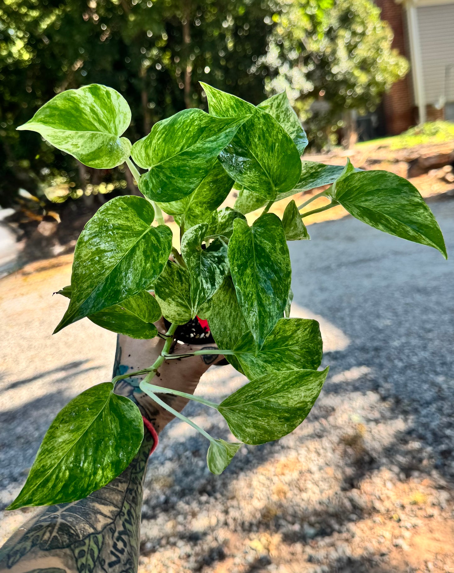 Marble Queen Pothos