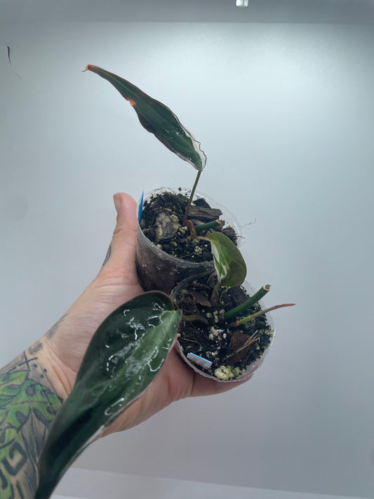 Variegated philodendron micans halo (rare tropical)