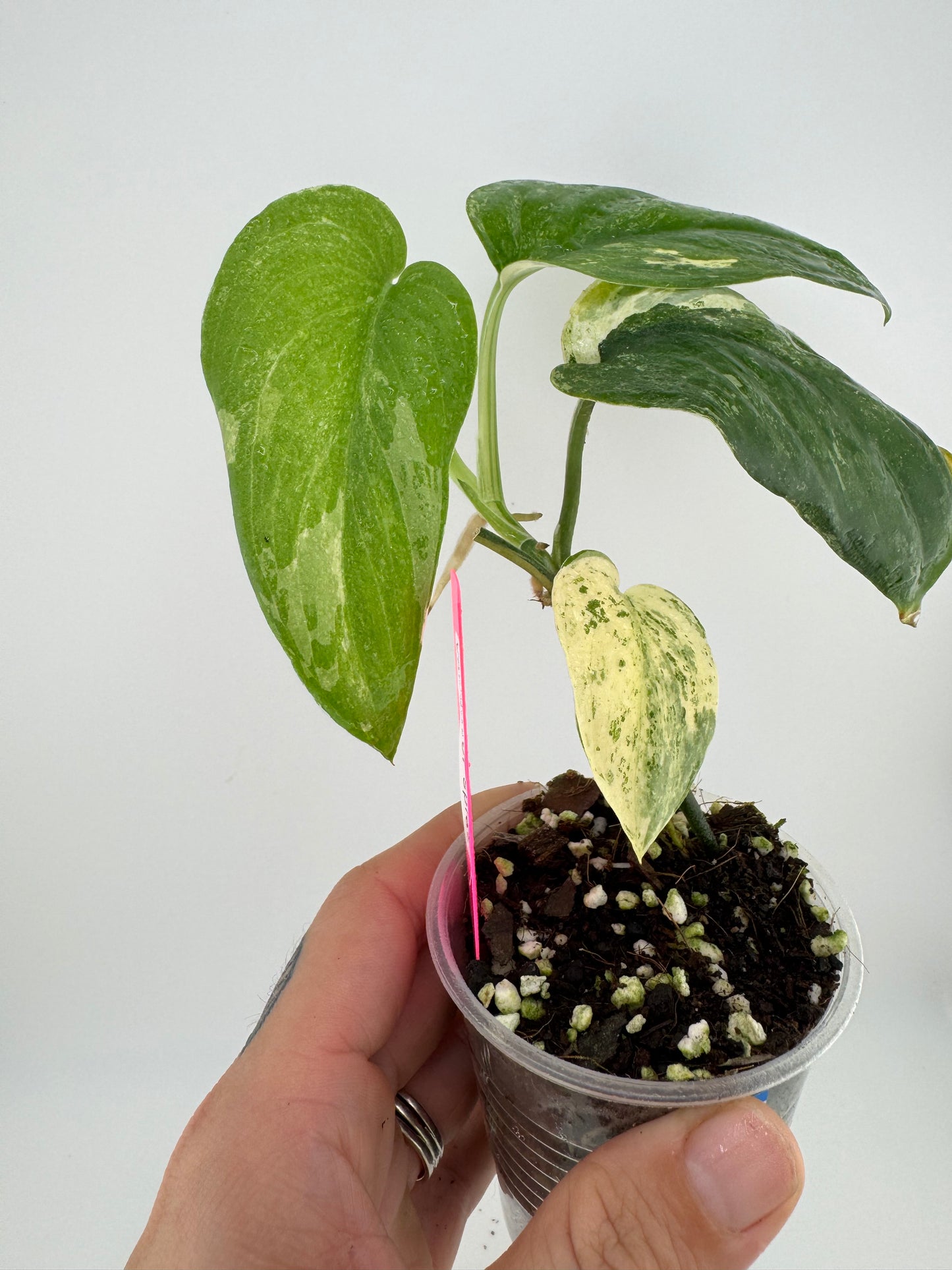 Scindapsus variegated Silver Splash #2
