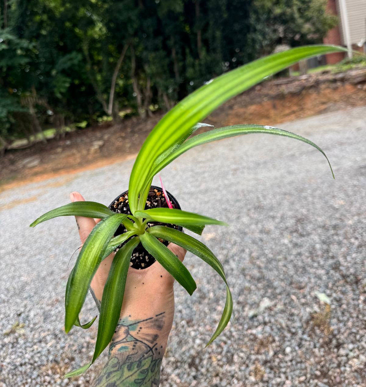 Spider Plant ‘Bonnie’