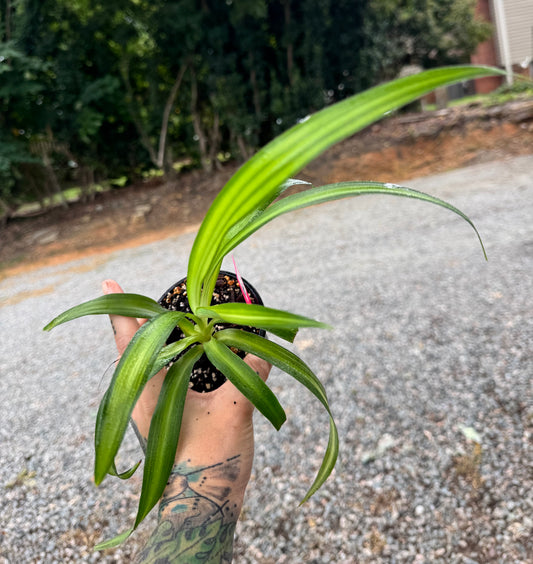 Spider Plant ‘Bonnie’