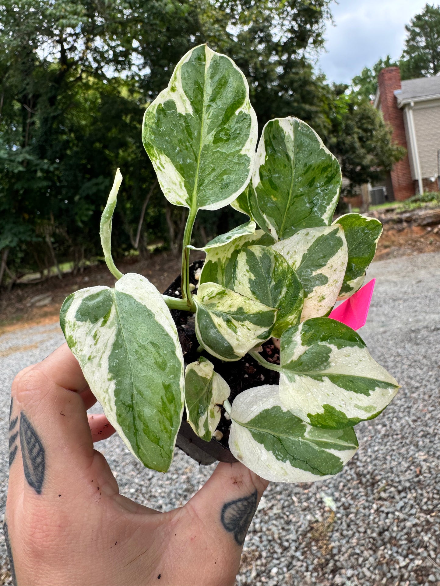 ‘N’Joy’ pothos