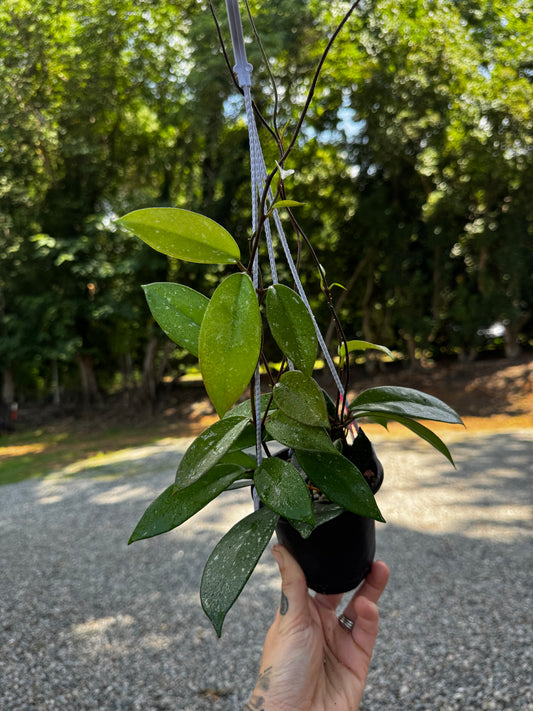 Hoya pubicalyx splash