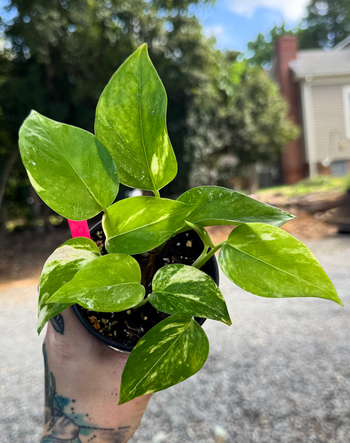 Golden Pothos