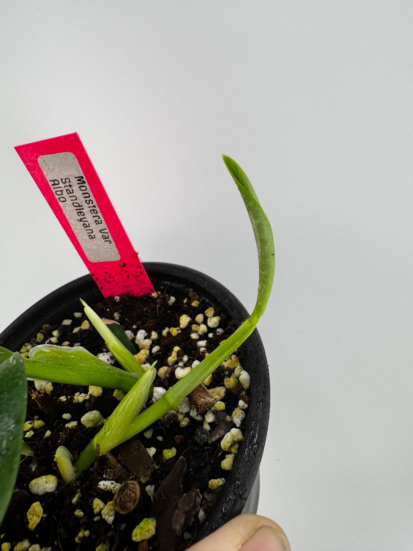 Monstera Standleyana ‘Albo’