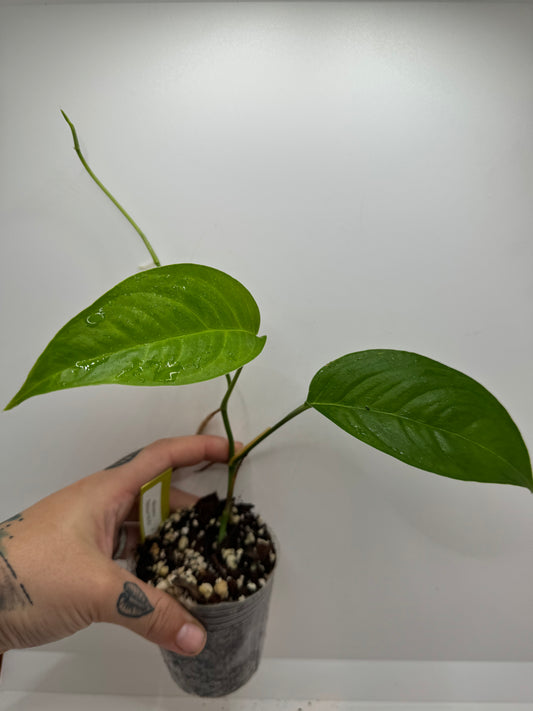 Monstera Obliqua ‘No ID’