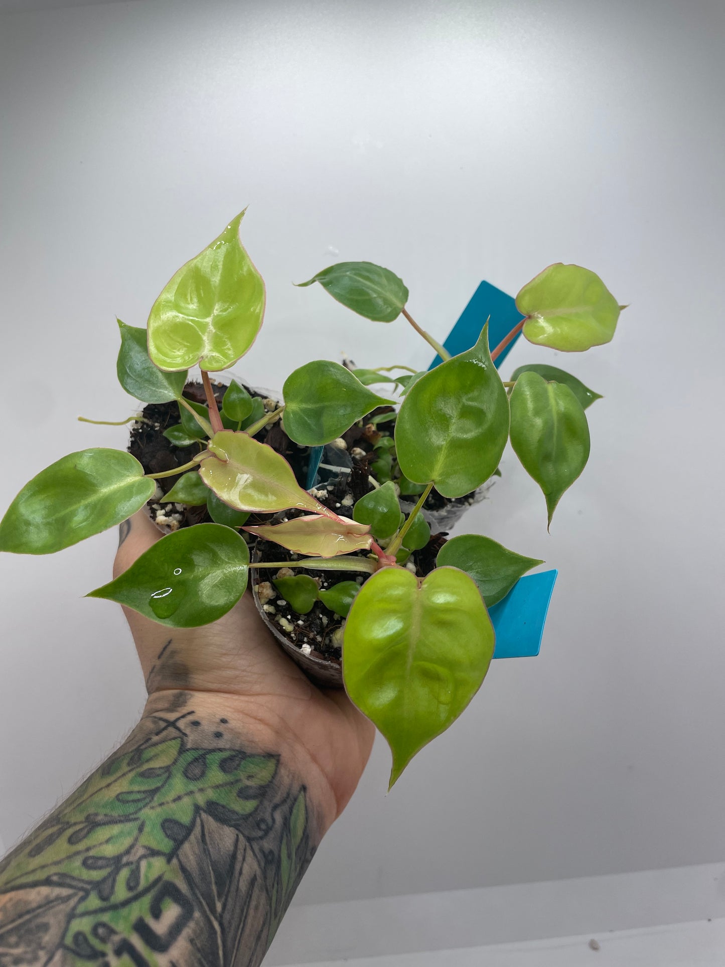 Philodendron billieatiae