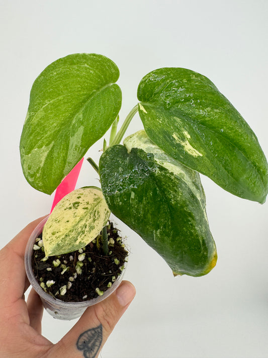 Scindapsus variegated Silver Splash #2