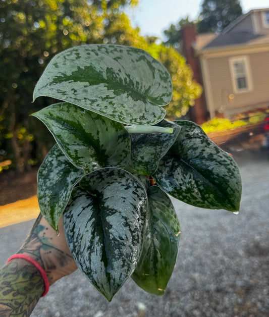 Scindapsus Pictus ‘Exotica’