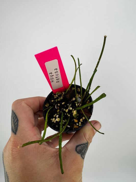 Hoya Retusa