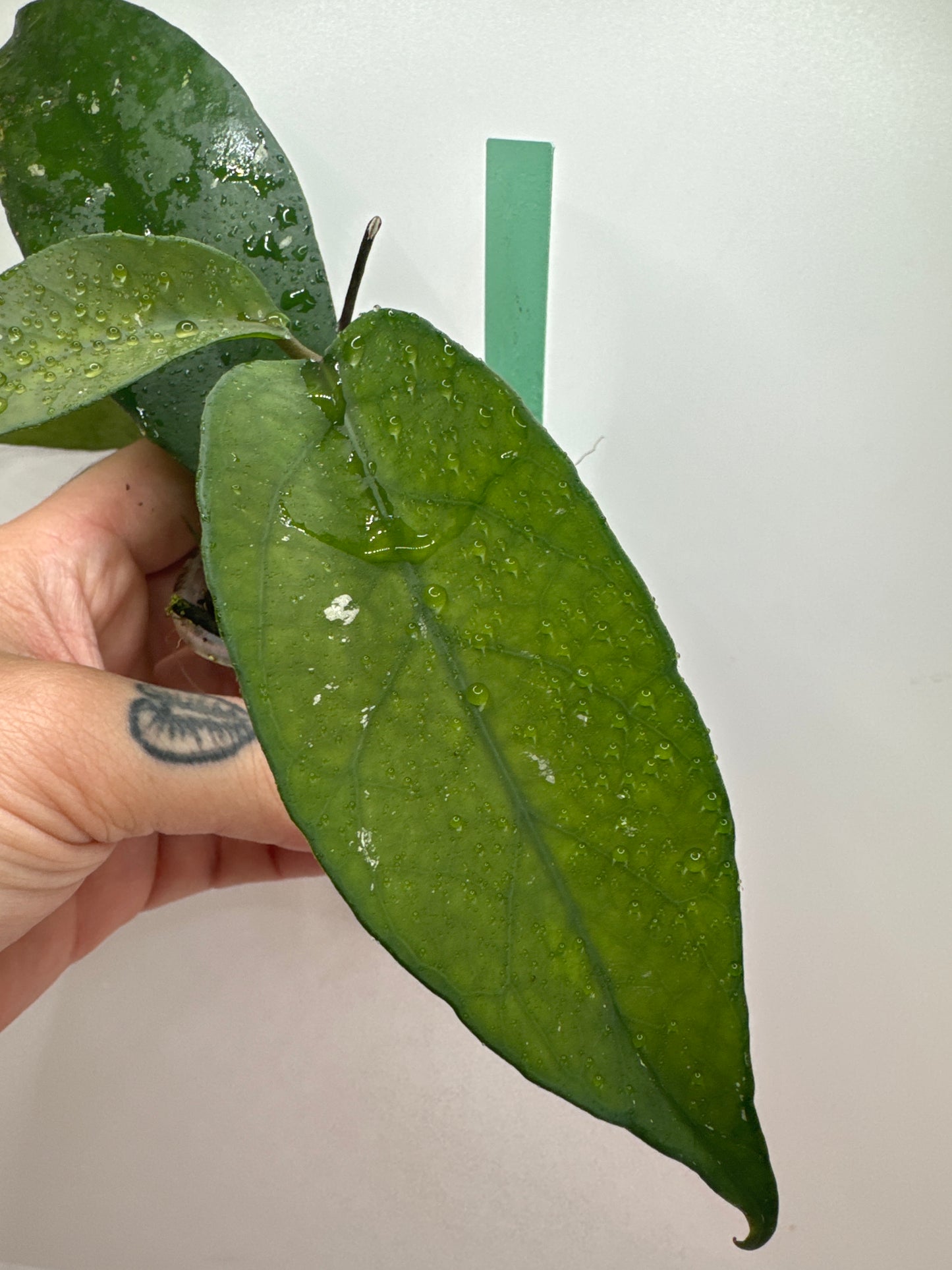 Hoya Fungii X Pubicalyx Royal Hawaiian (rare tropical)