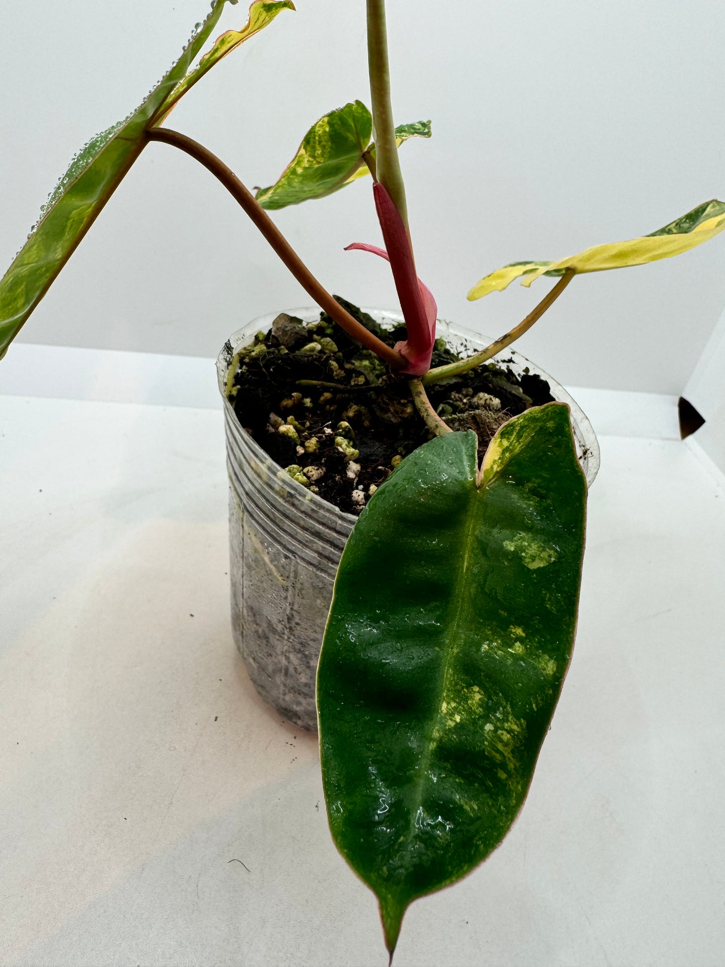 Philodendron Billietiae Variegated (rare tropical)