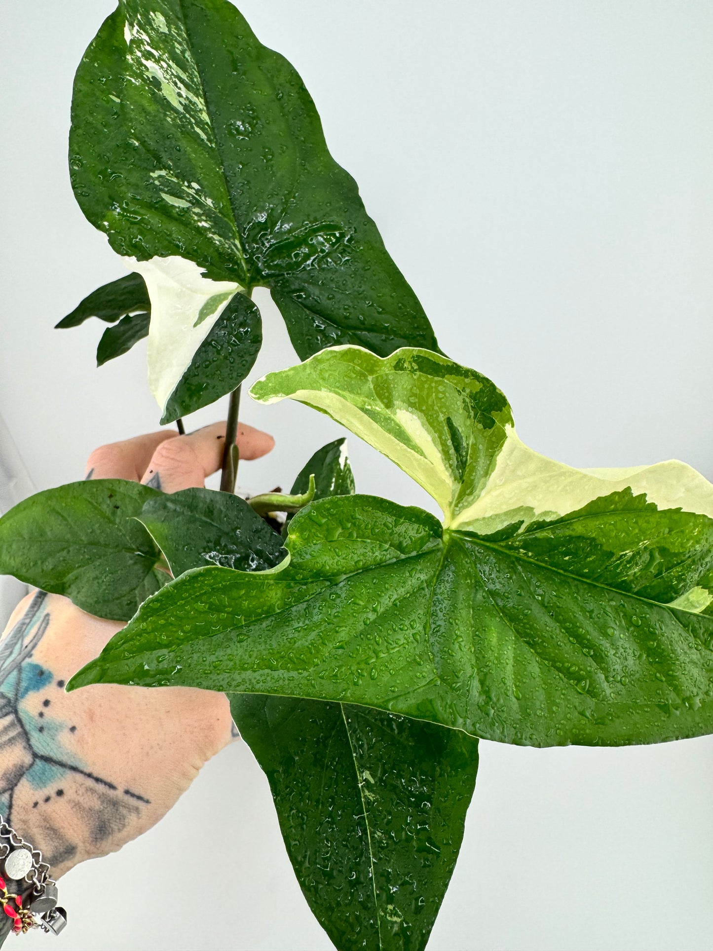 Syngonium Albo Variegated