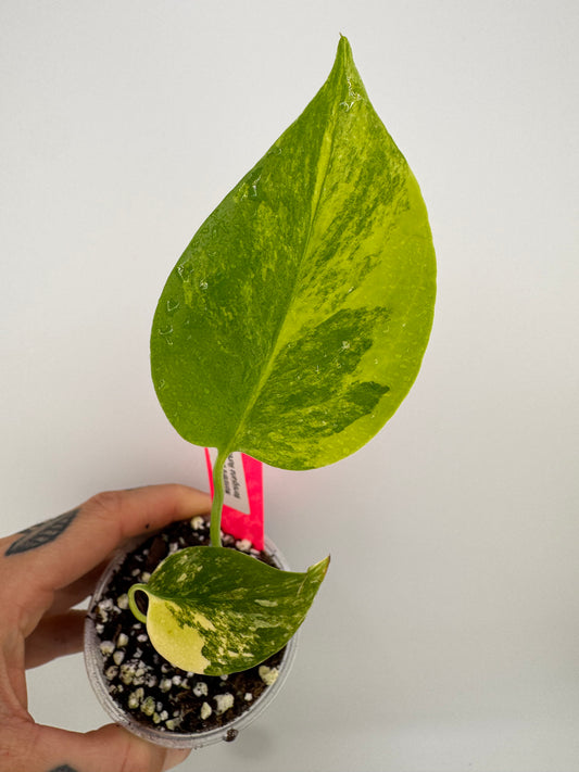 Monstera Deliciosa (Small Form) Aurea Variegated #4