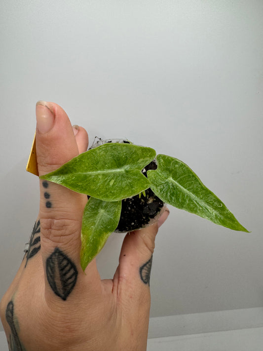 Alocasia variegated Pink Dragon Aurea (rare tropical)