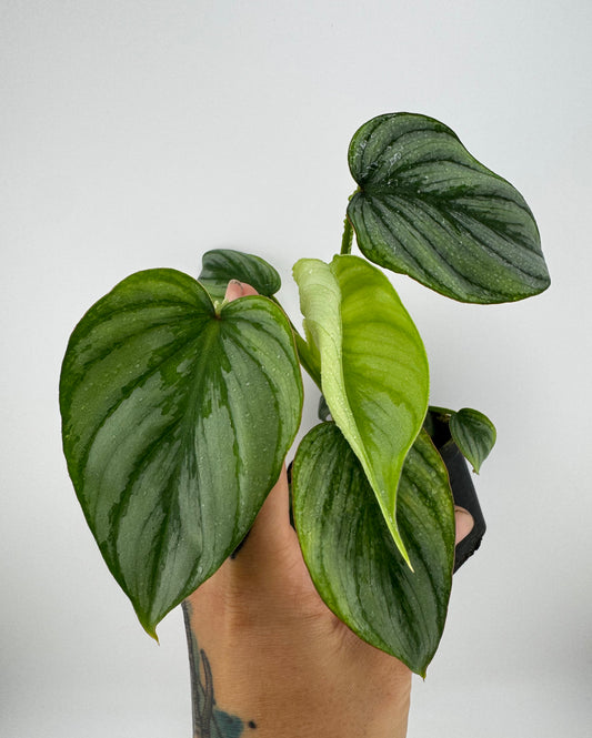 Philodendron Mamei Silver Cloud