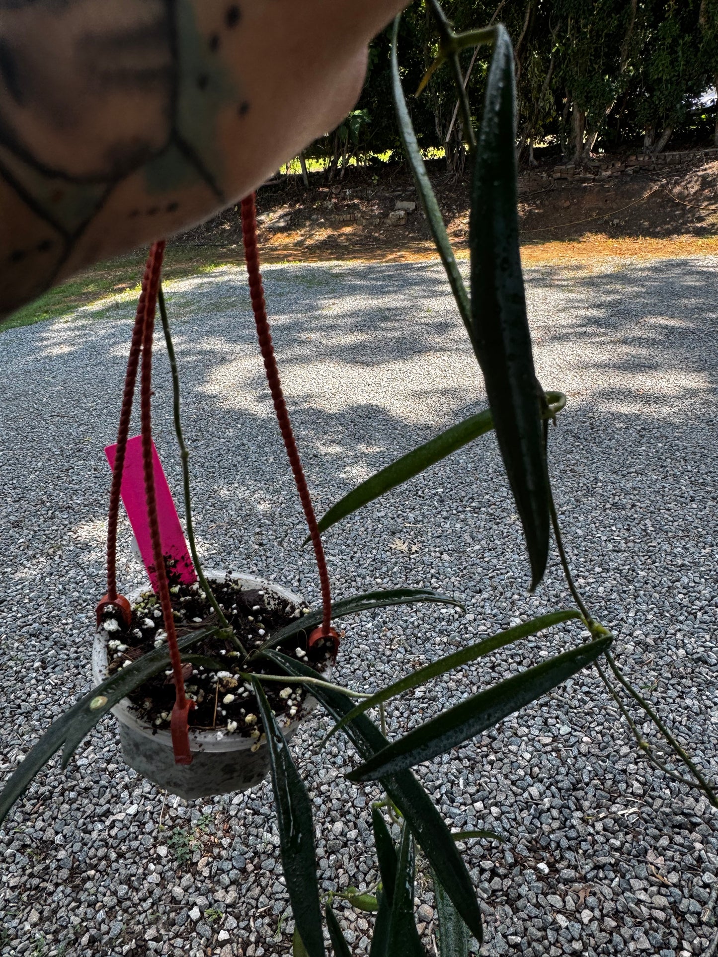 Hoya shepherdii