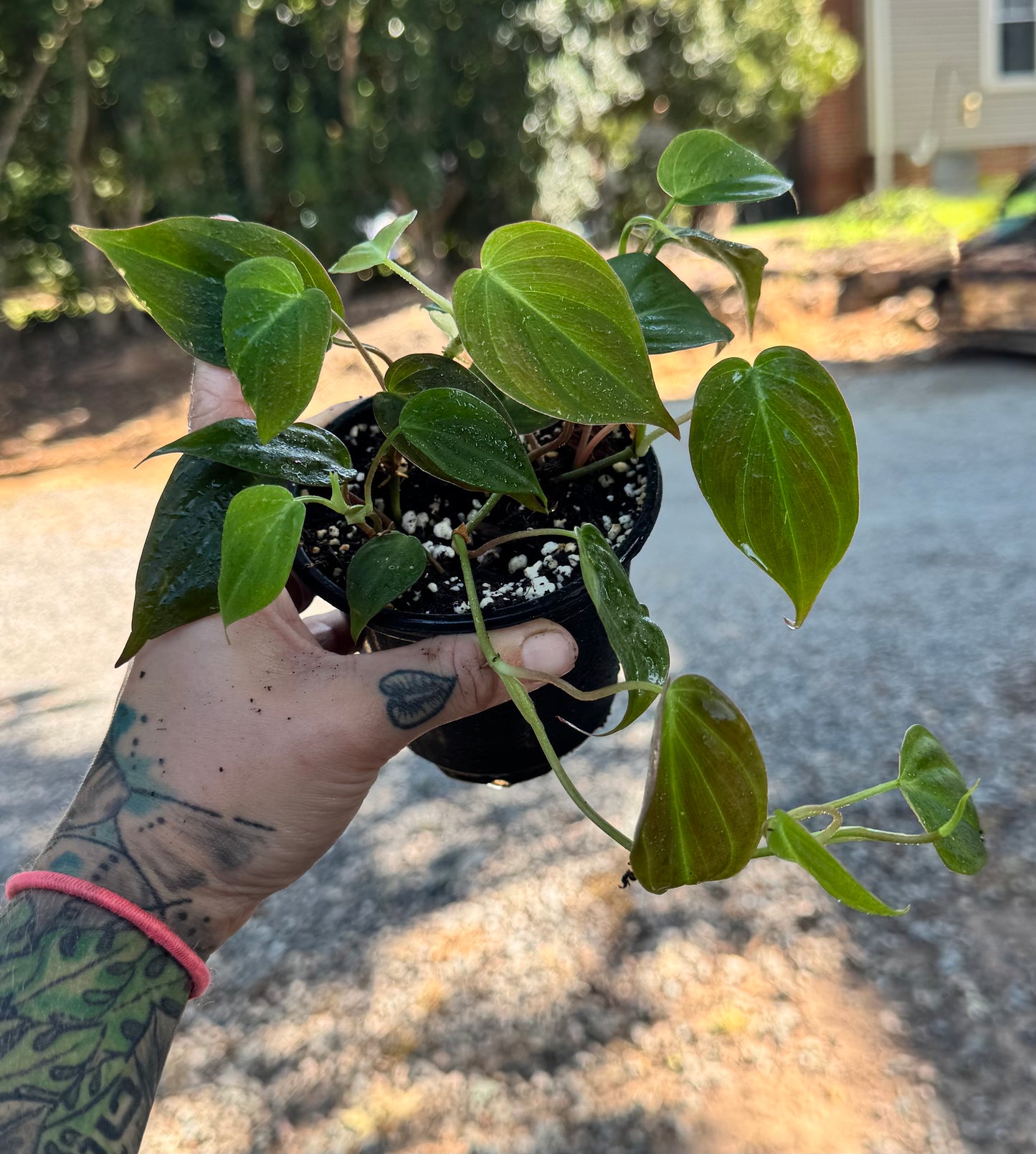 Philodendron micans