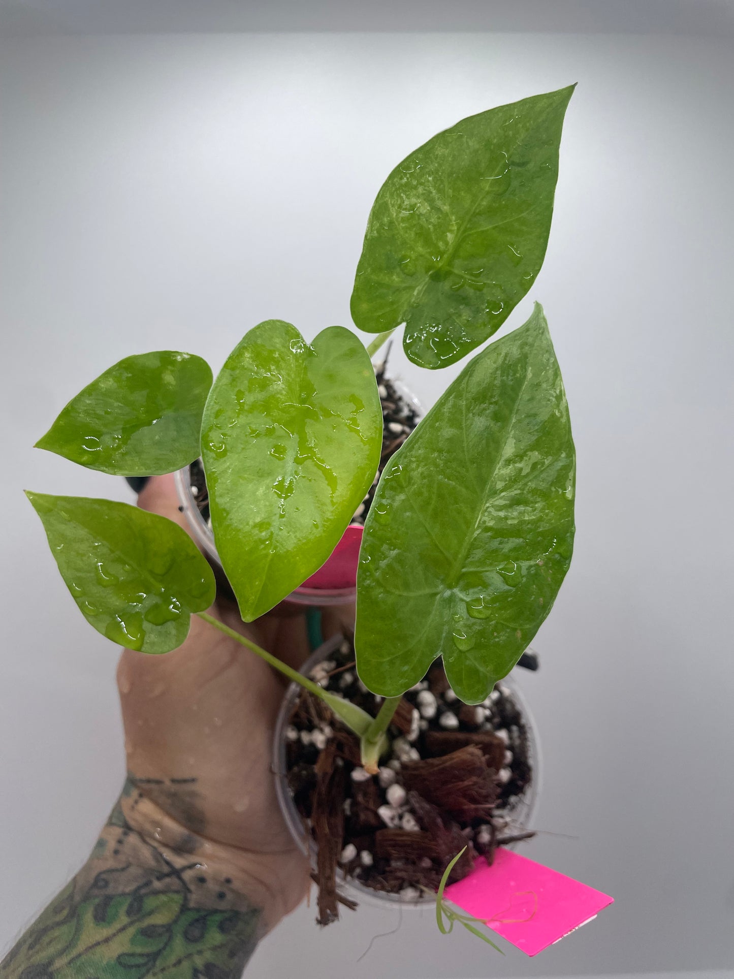 Alocasia Odora low variegation (rare tropical)