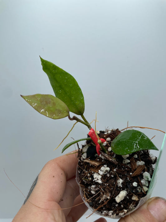 Hoya Walliniana (UT-152) (rare tropical)