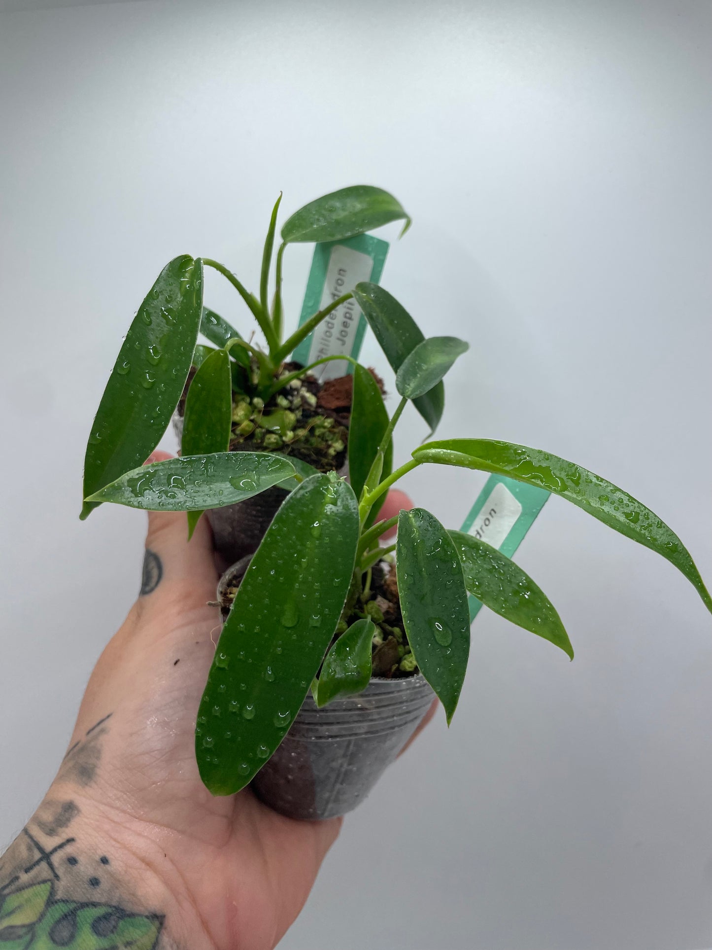 Philodendron joepii